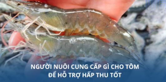 Người nuôi cung cấp gì cho tôm để hỗ trợ hấp thu tốt